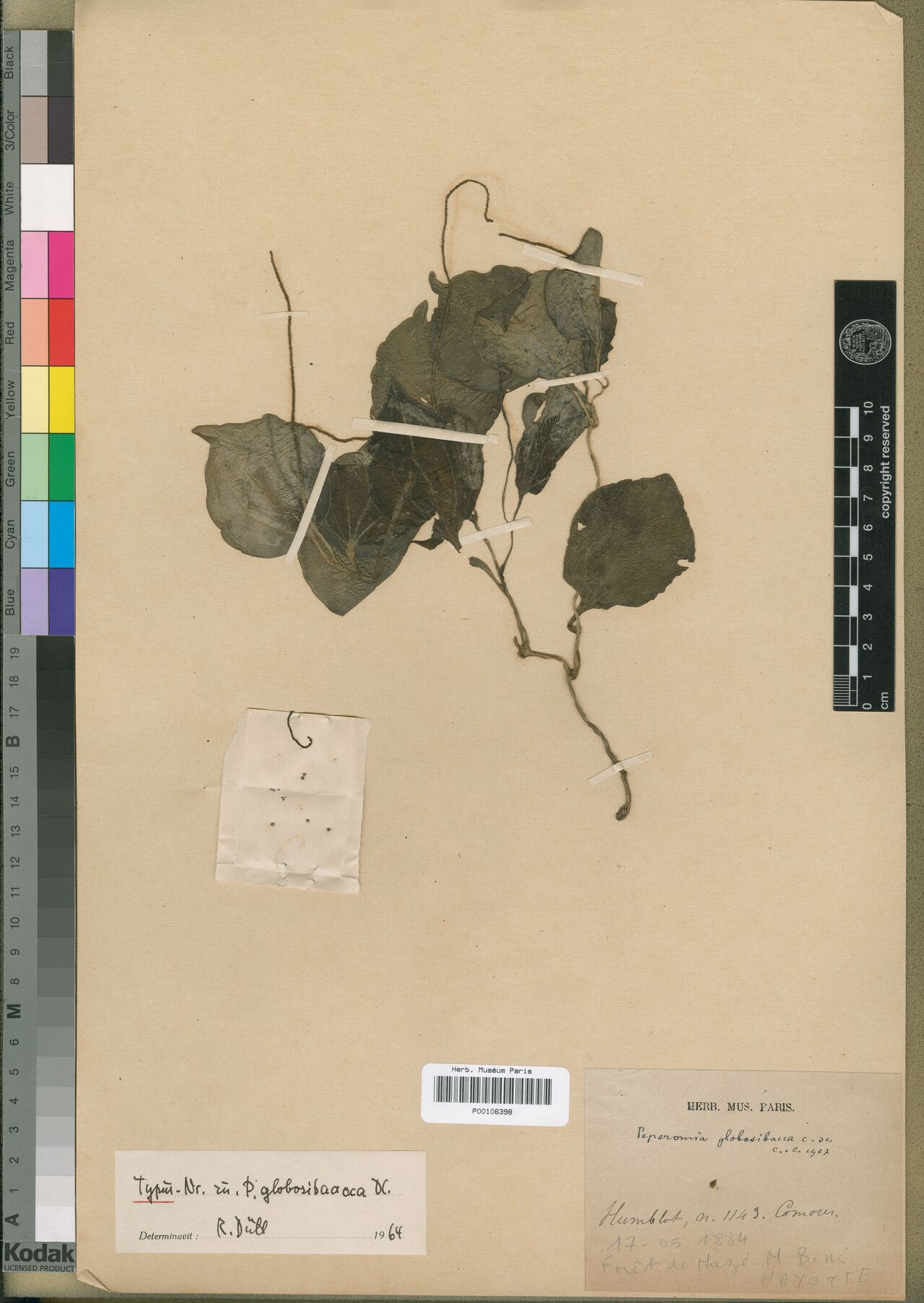 Peperomia globosibacca — houseplant care guide