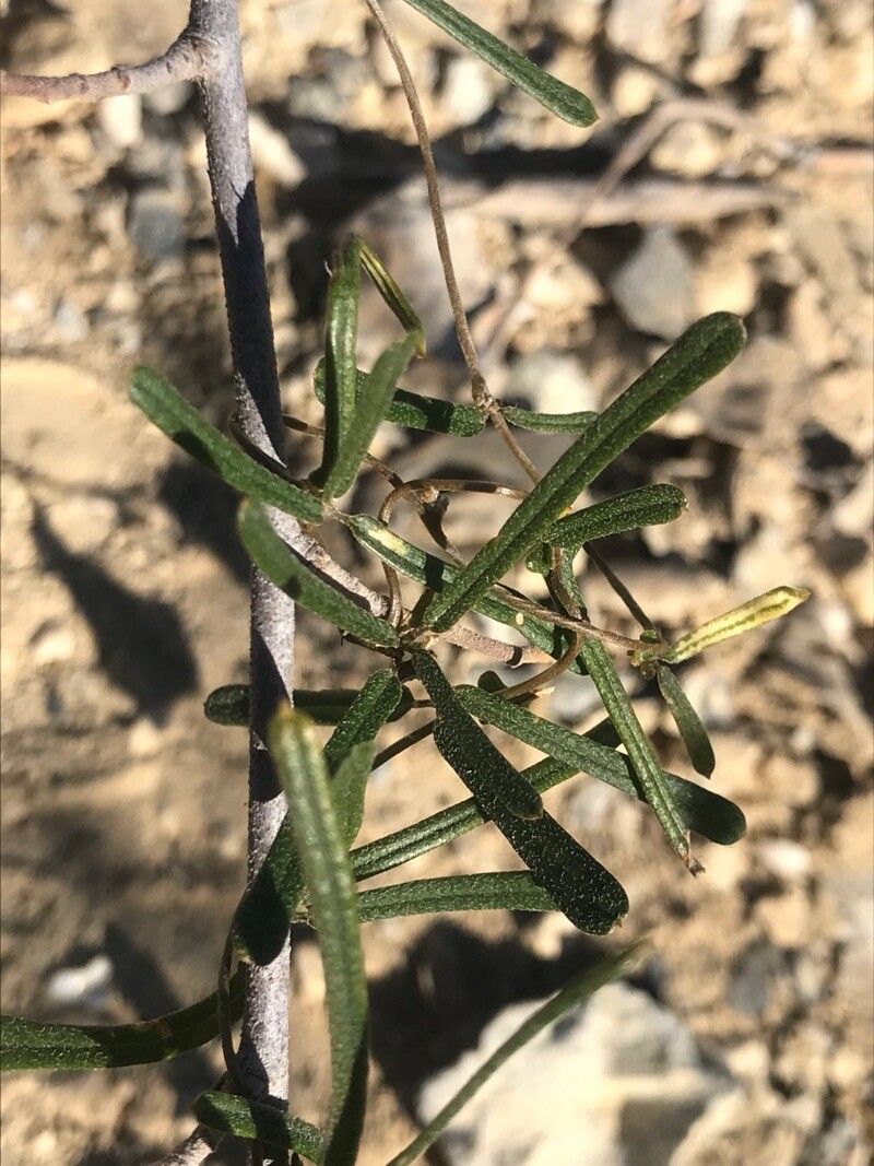 Jacquemontia havanensis leaf