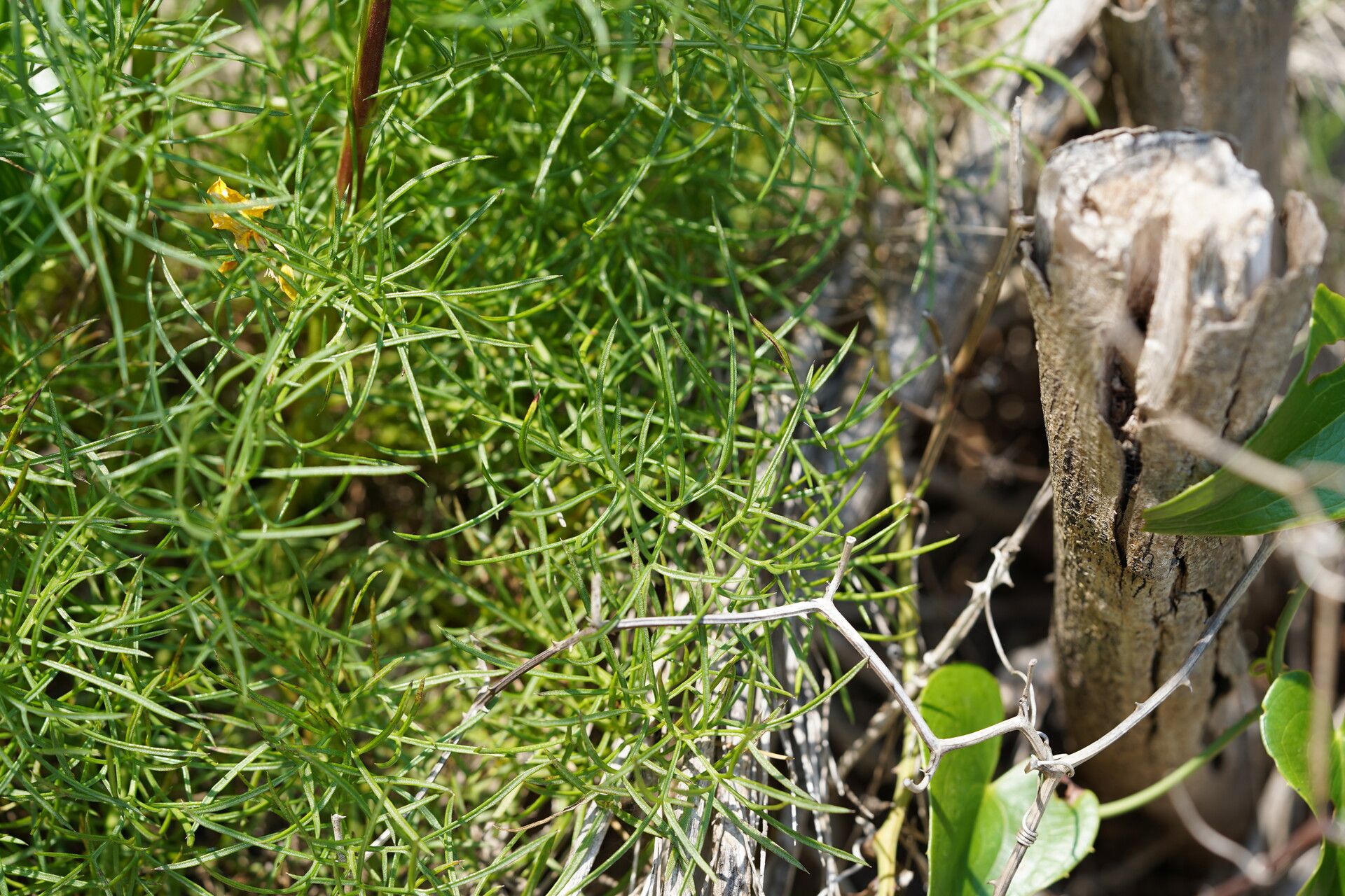 Centaurea glaberrima — houseplant care guide