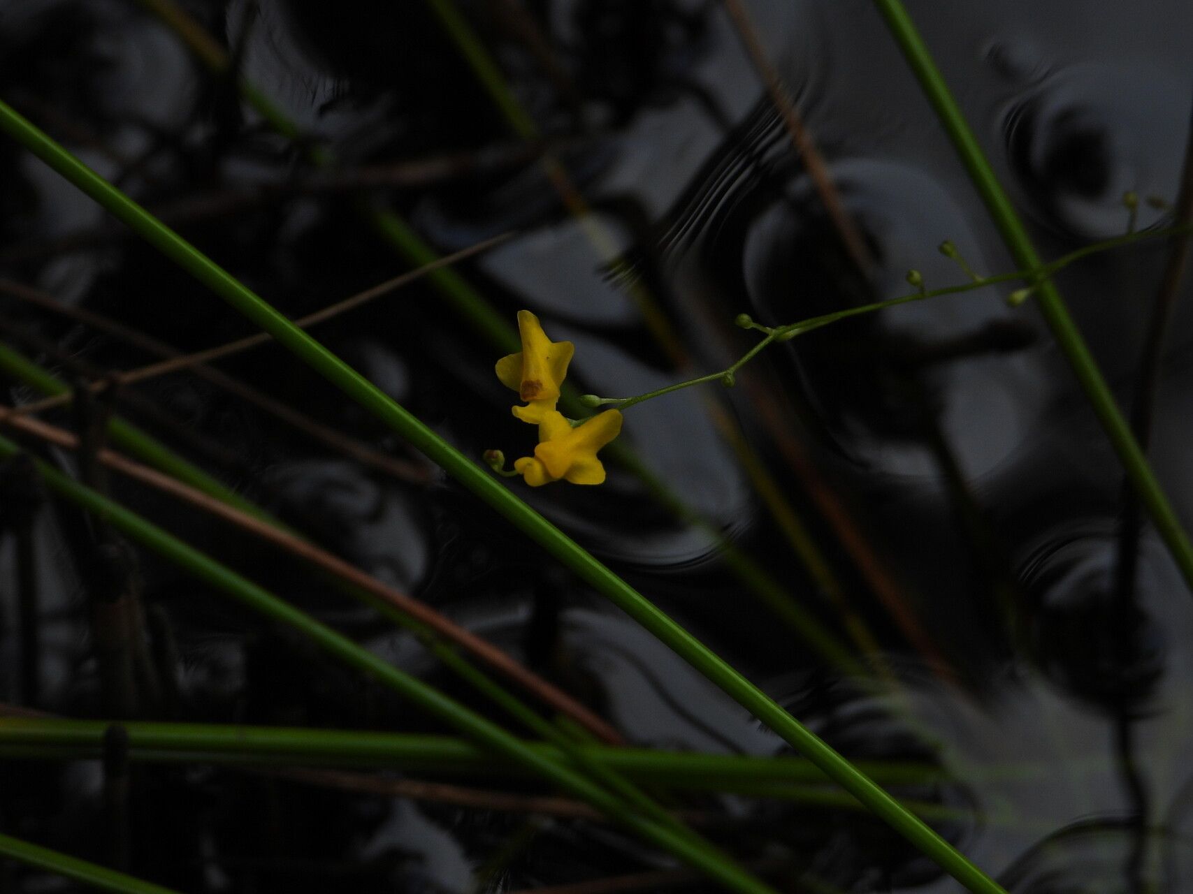 Utricularia trichophylla flower