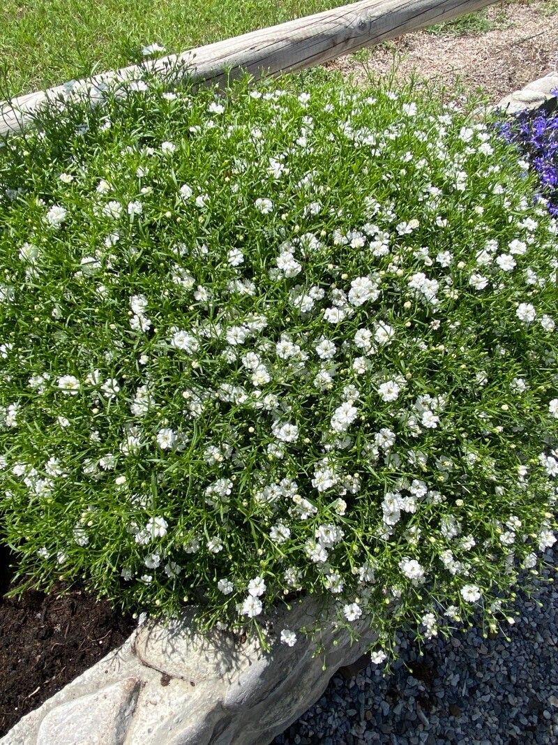 Heliosperma pusillum habit