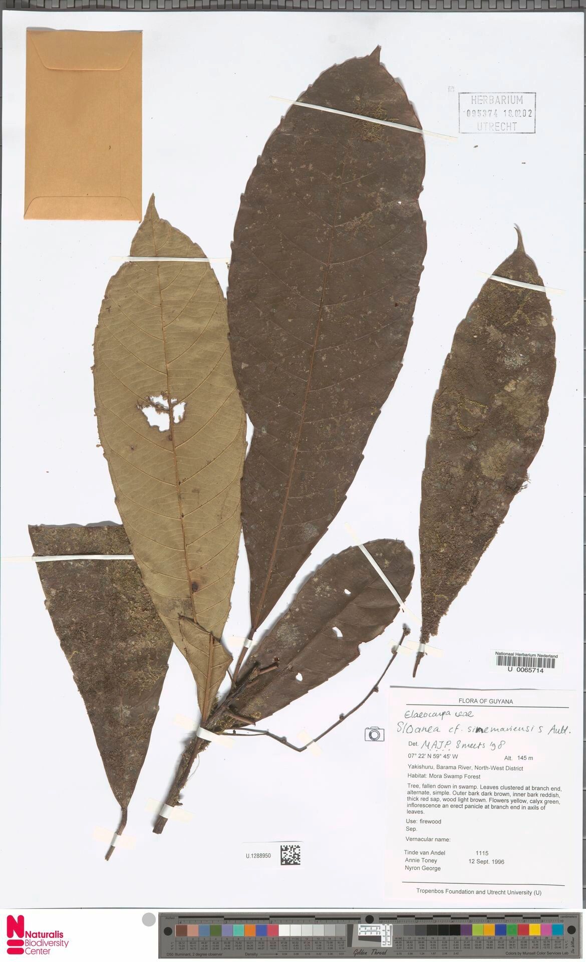 Sloanea sinemariensis — houseplant care guide