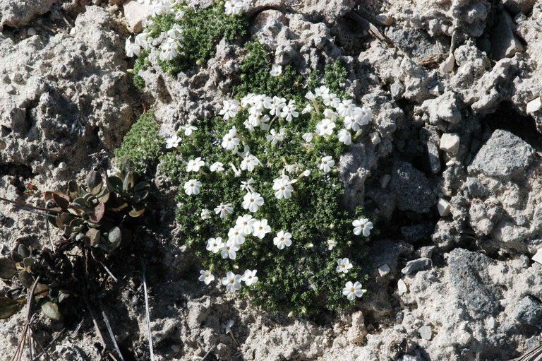 Phlox griseola habit