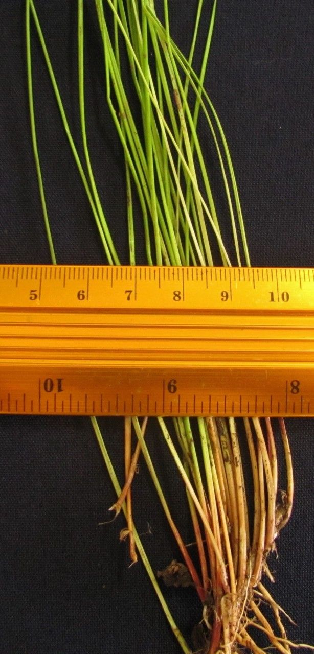 Eleocharis sellowiana bark