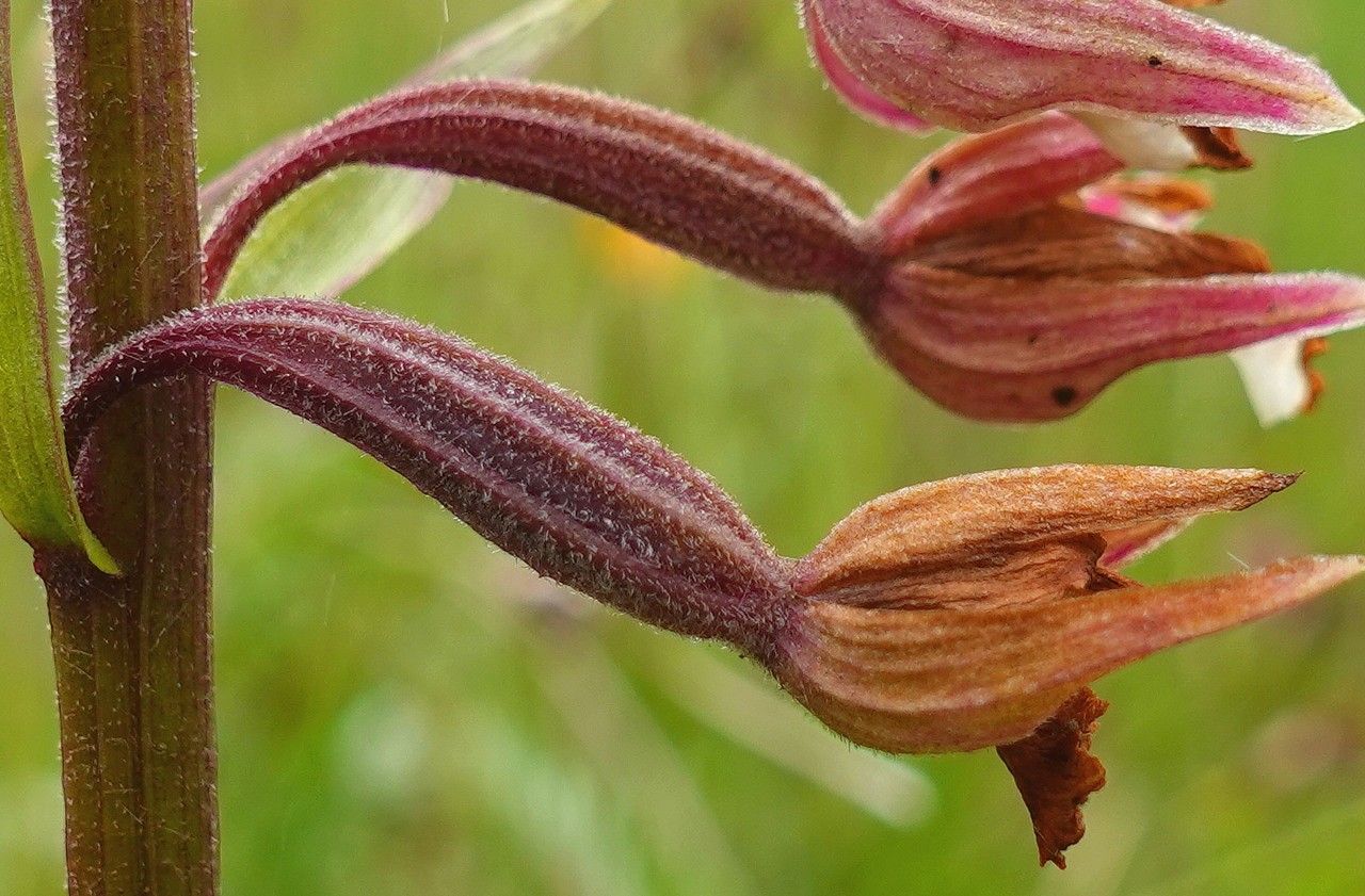 Epipactis palustris fruit