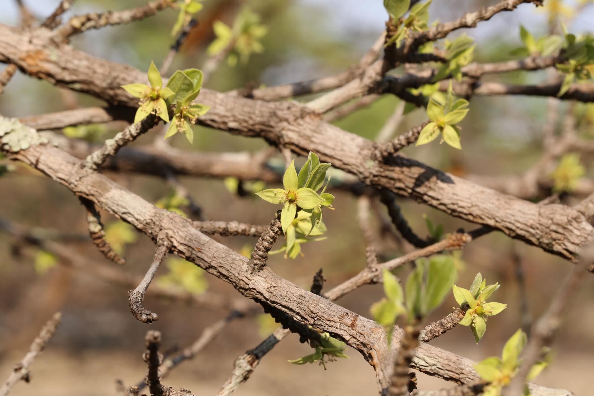 Cassipourea mollis flower
