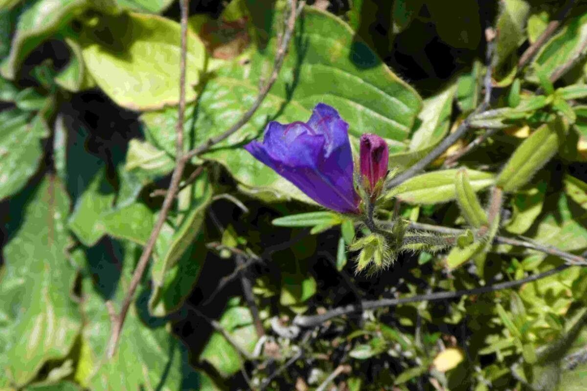 Echium pitardii flower