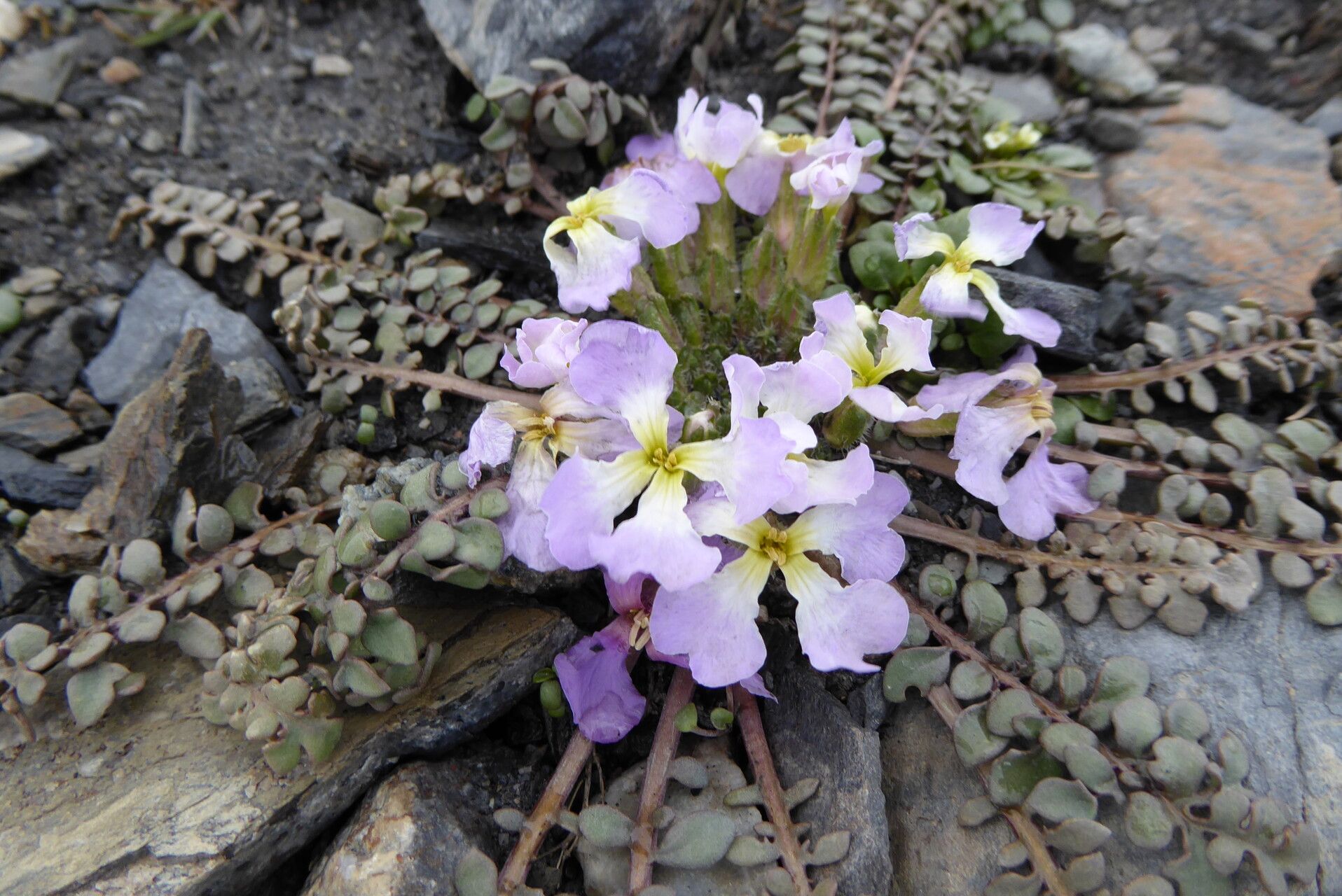 Chorispora bungeana — related species from the same genus
