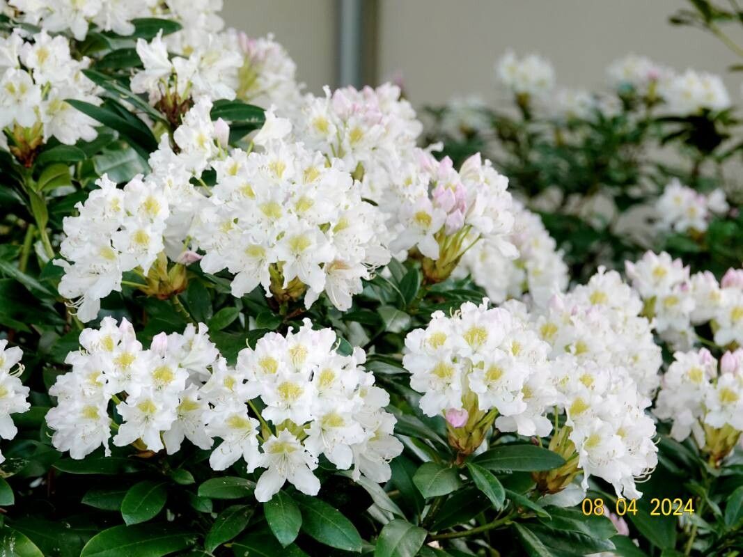 Rhododendron brachycarpum flower