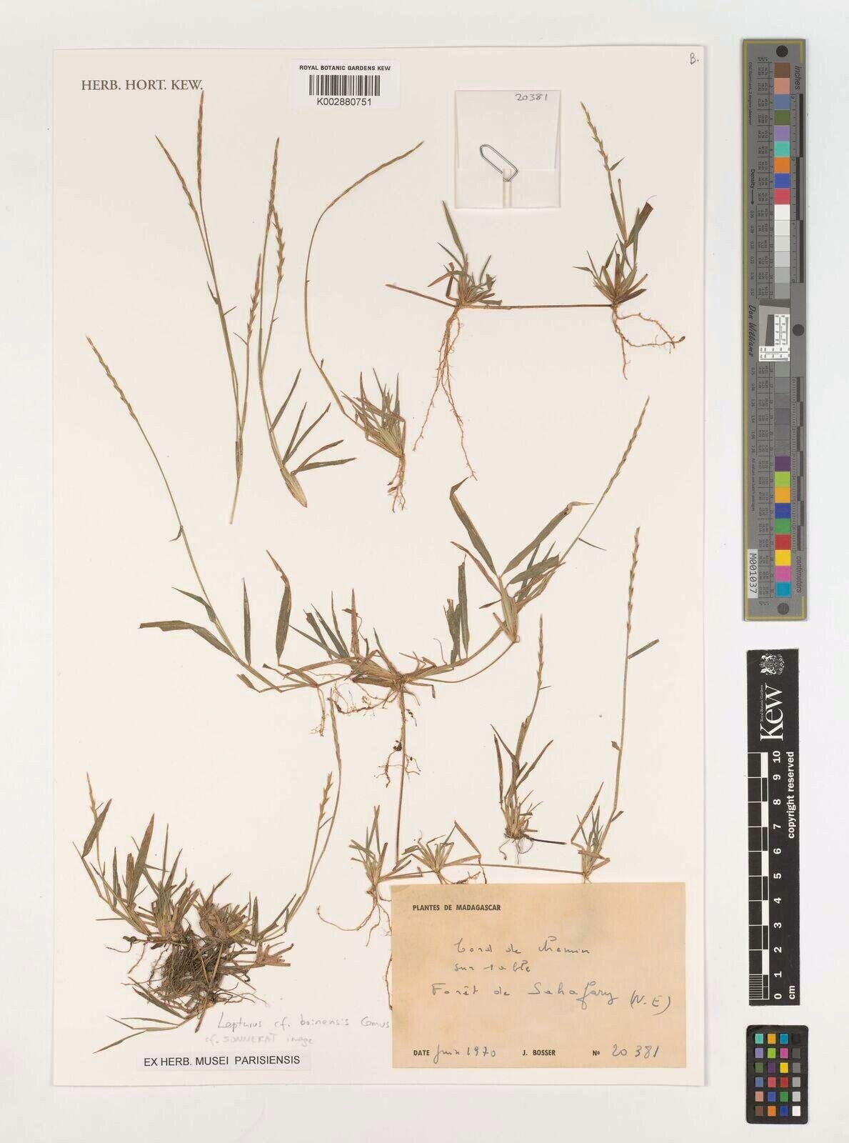 Lepturus boinensis — related species from the same genus