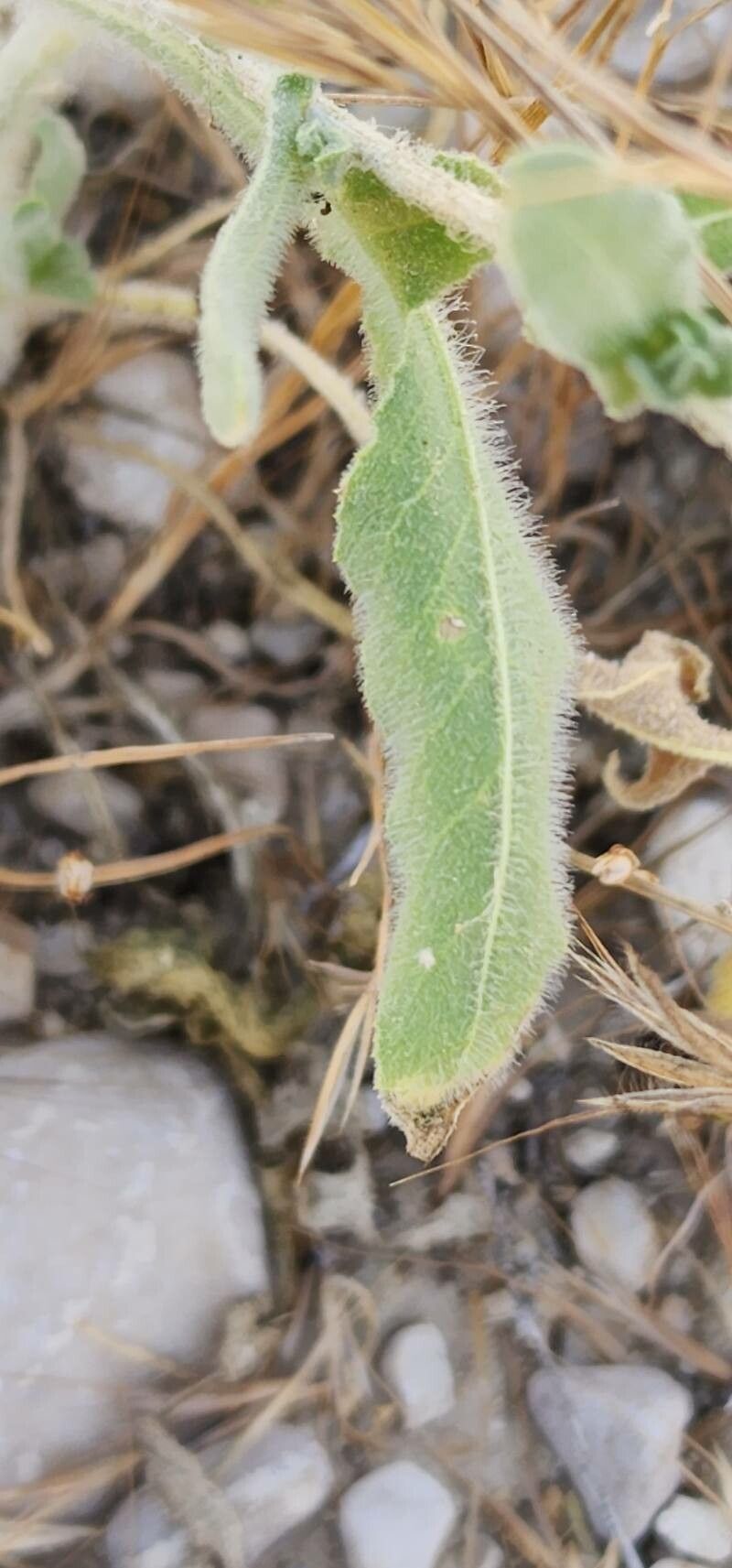 Centaurea bruguieriana — houseplant care guide