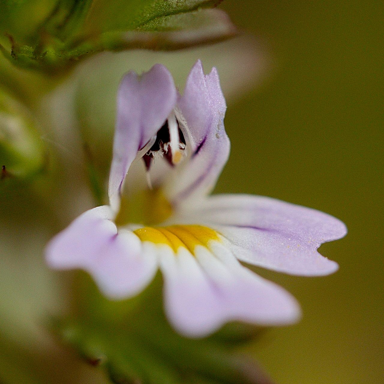 Euphrasia stricta flower