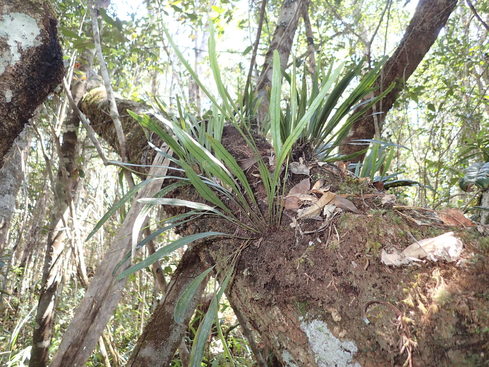 Elaphoglossum patriceanum — houseplant care guide