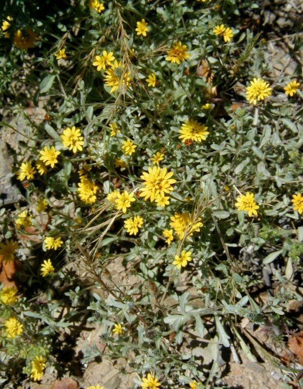 Lessingia tenuis flower