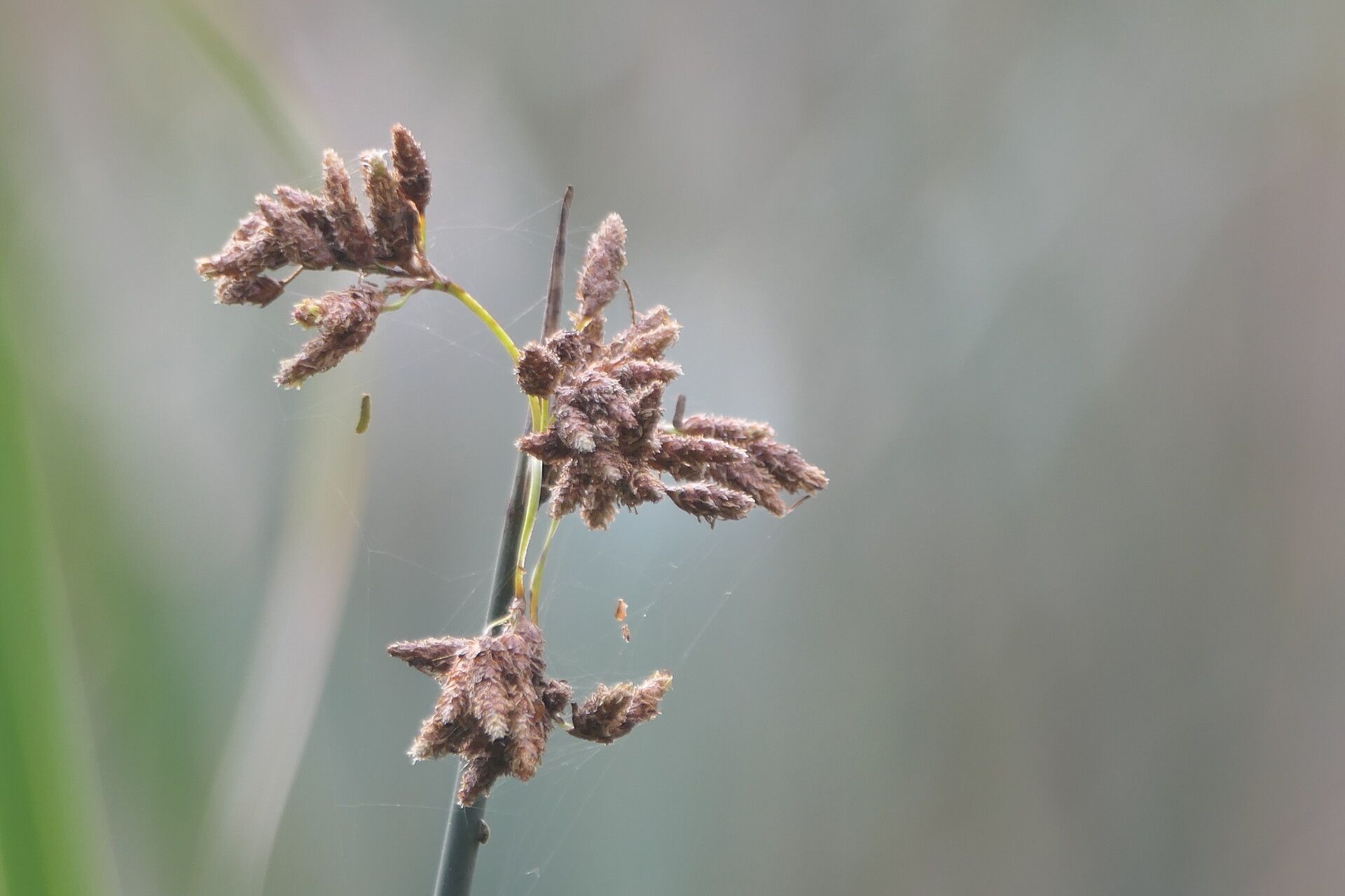 Schoenoplectus scirpoides flower