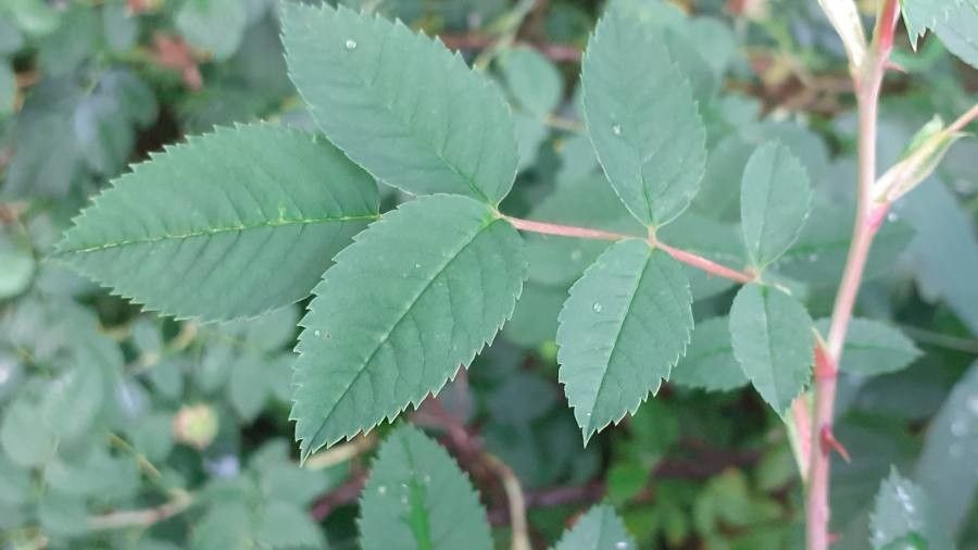 Rosa dumalis — search result for 'Rosa'