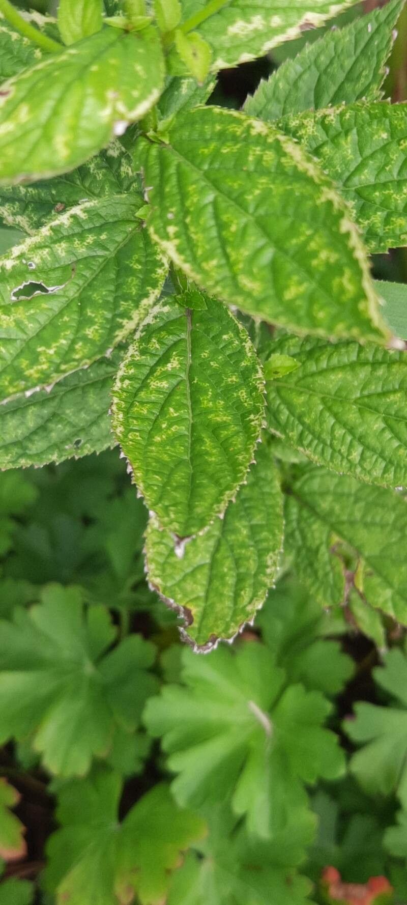 Campanula lactiflora leaf