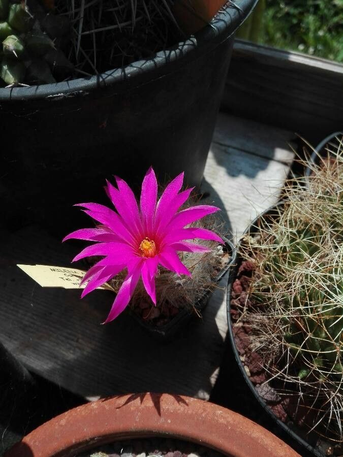 Mammillaria guelzowiana flower