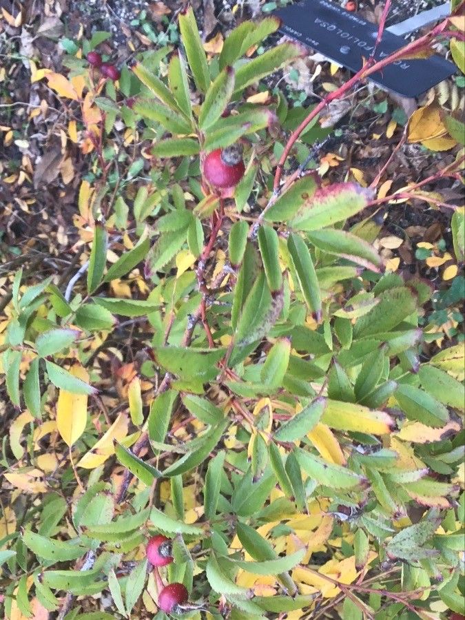 Rosa foliolosa — houseplant care guide