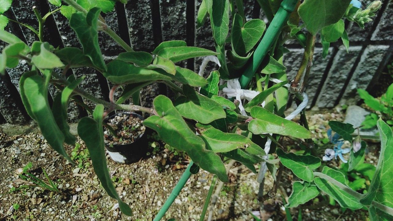 Oxypetalum coeruleum leaf