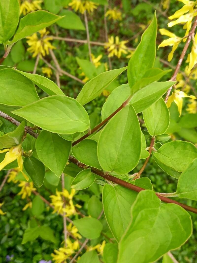 Forsythia japonica leaf