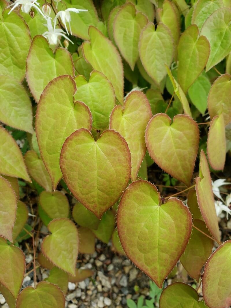 Epimedium sempervirens leaf