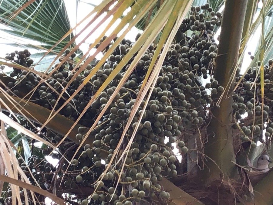 Sabal bermudana fruit
