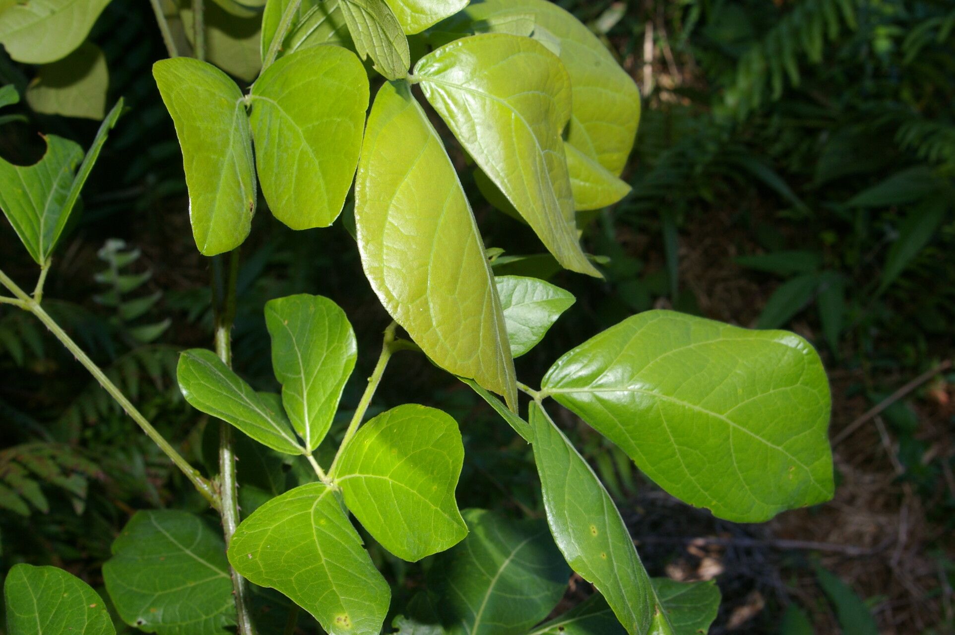 Mimosa watsonii leaf