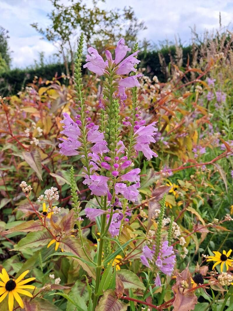 Physostegia correllii