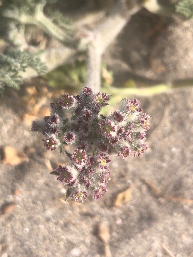 Daucus pumilus flower