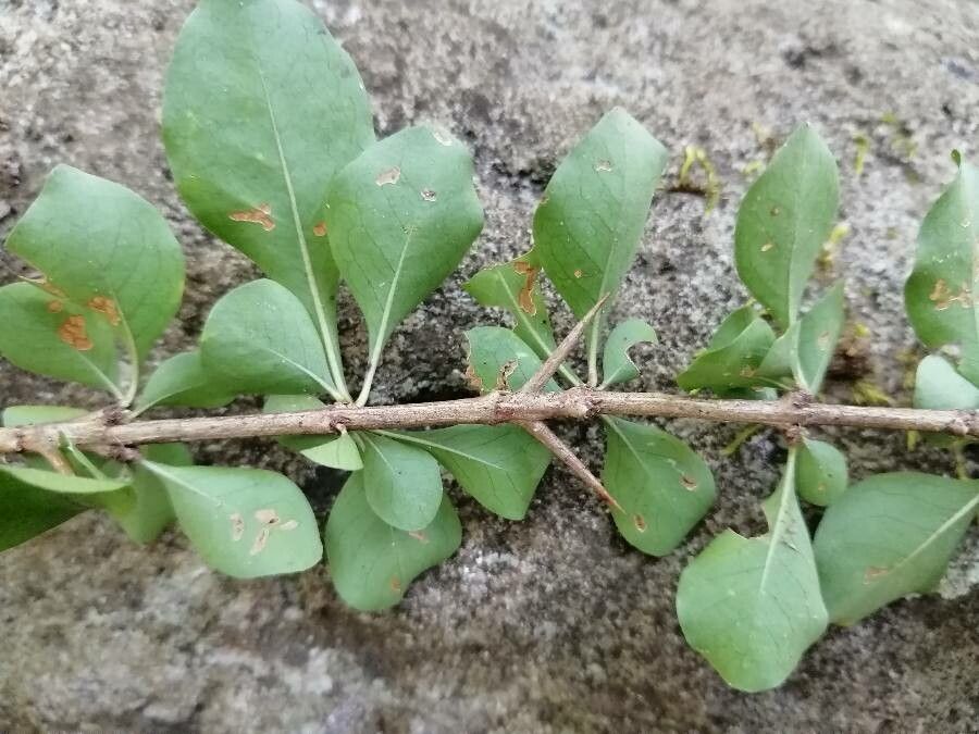 Randia thurberi leaf