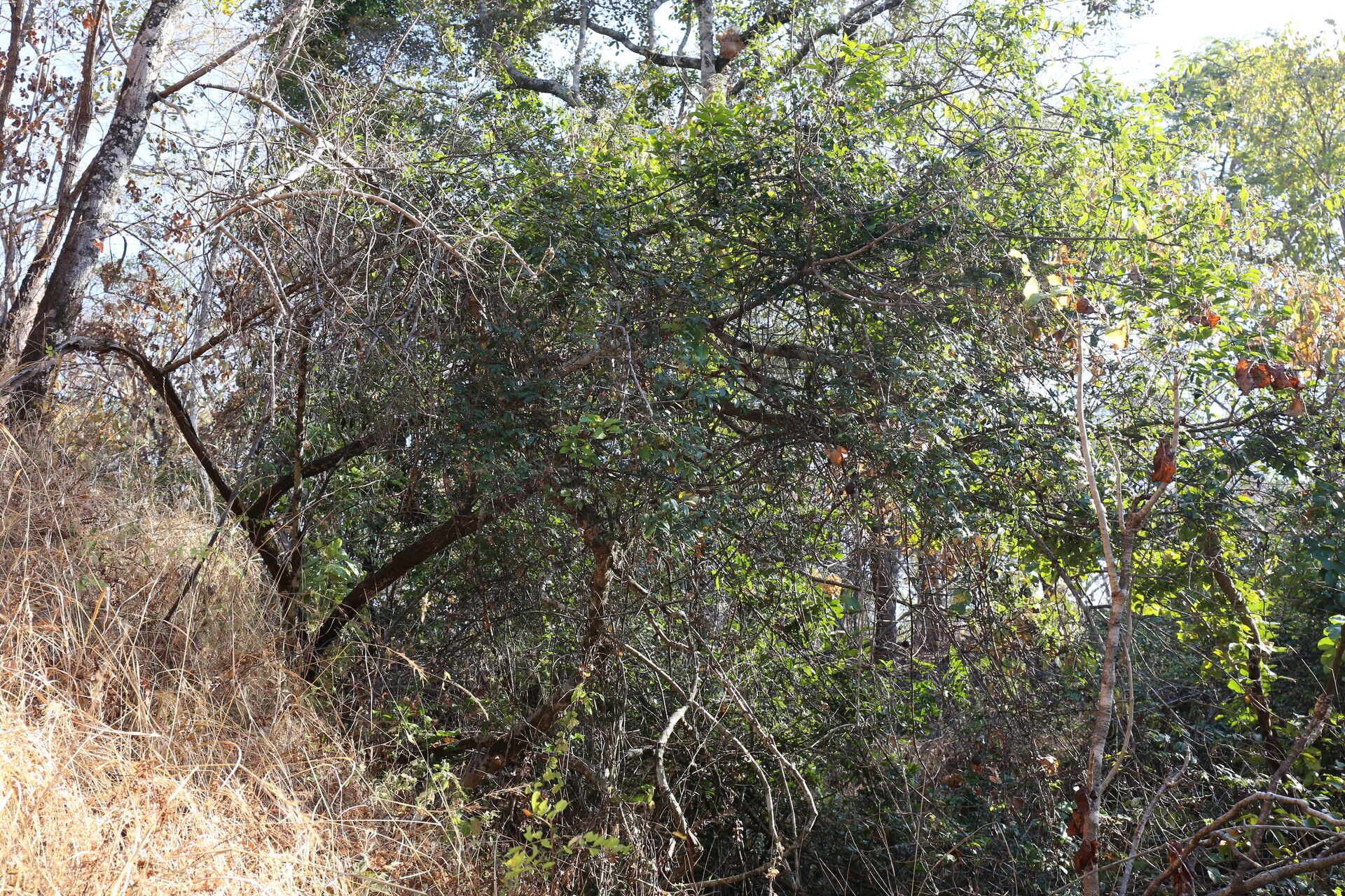 Landolphia parvifolia habit
