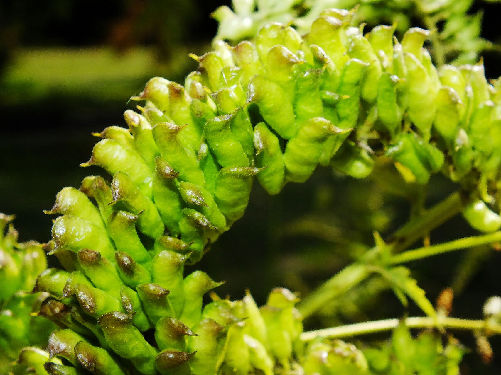 Actaea europaea fruit