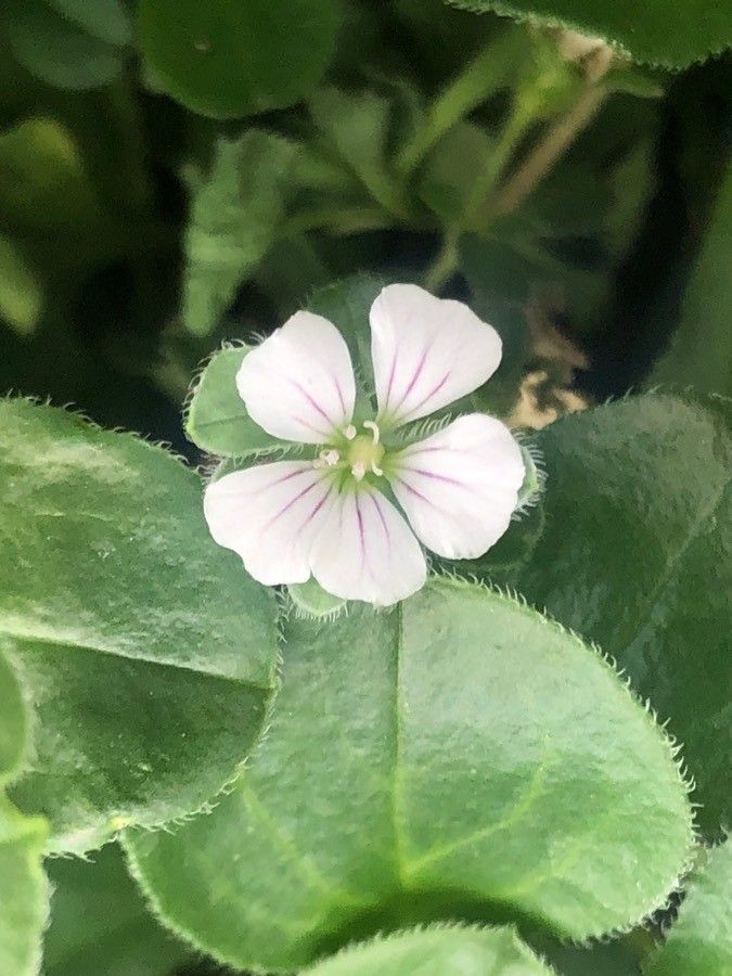 Gypsophila cerastoides flower