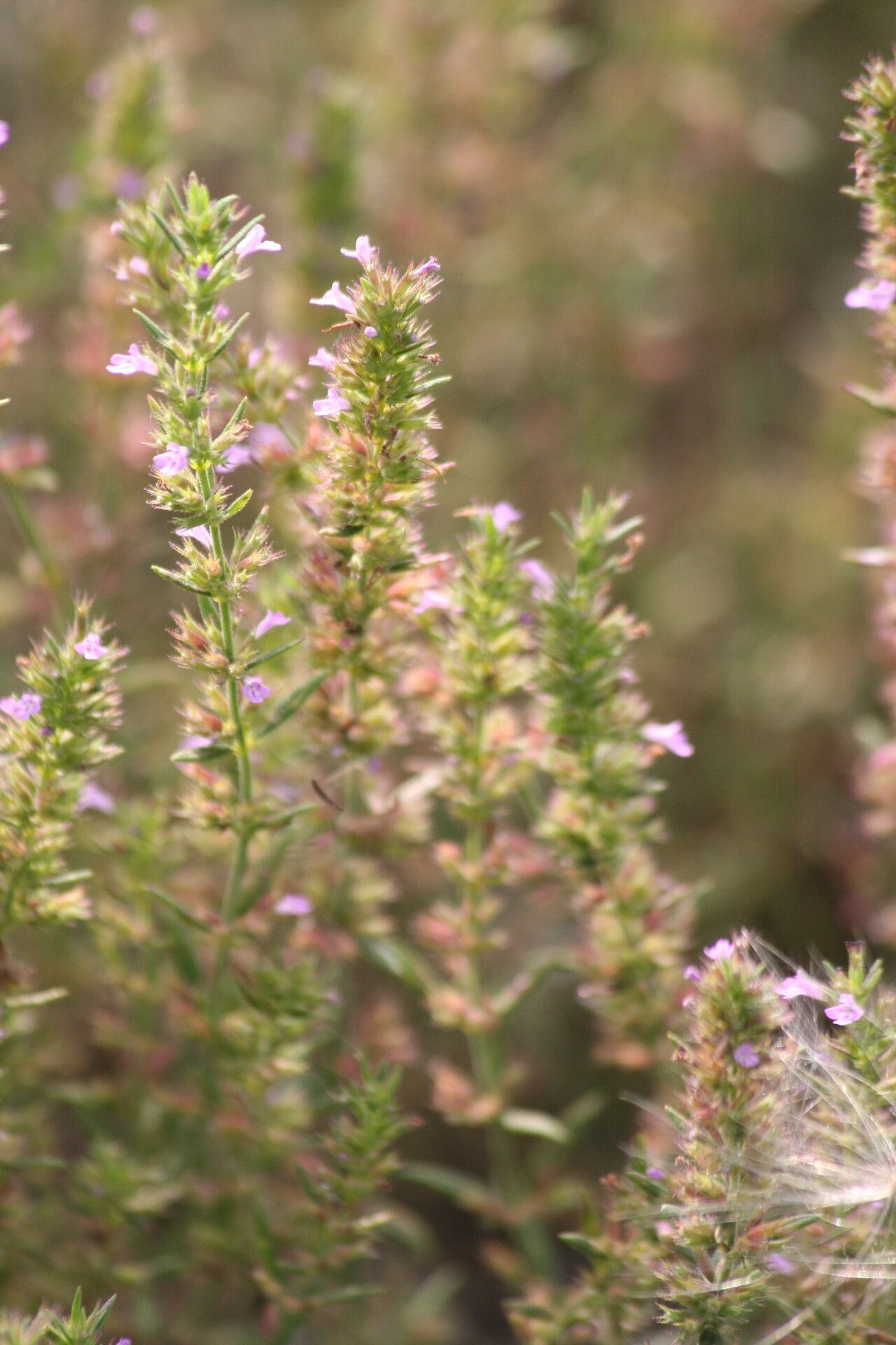 Micromeria nervosa flower