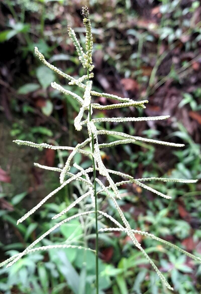 Paspalum paniculatum fruit