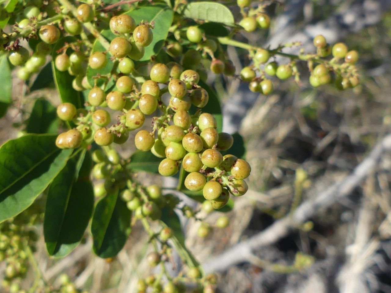 Searsia longipes fruit