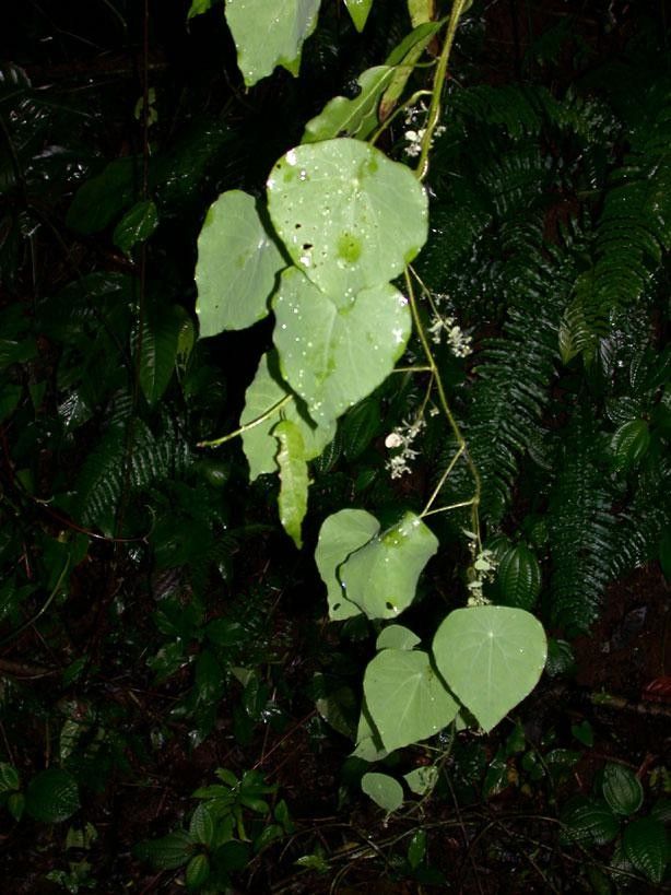 Cissampelos tropaeolifolia habit
