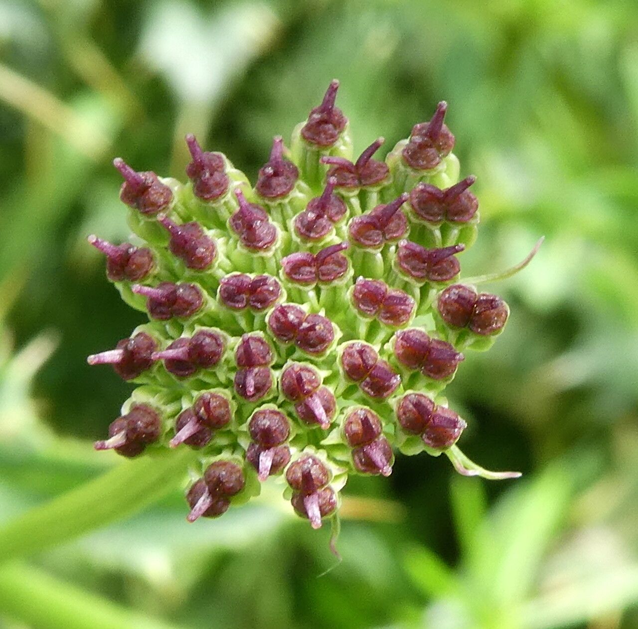 Epikeros pyrenaeus fruit