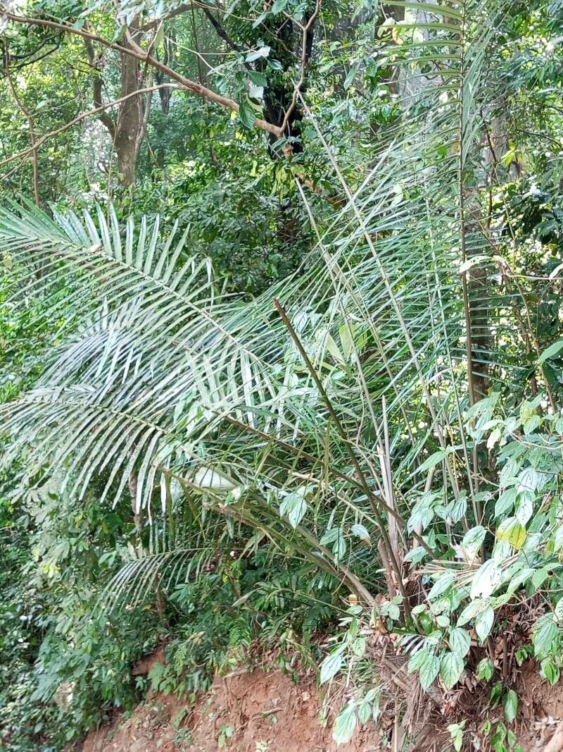 Arenga wightii — houseplant care guide