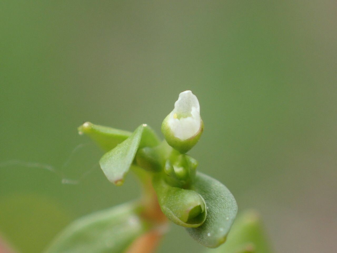 Montia arvensis flower
