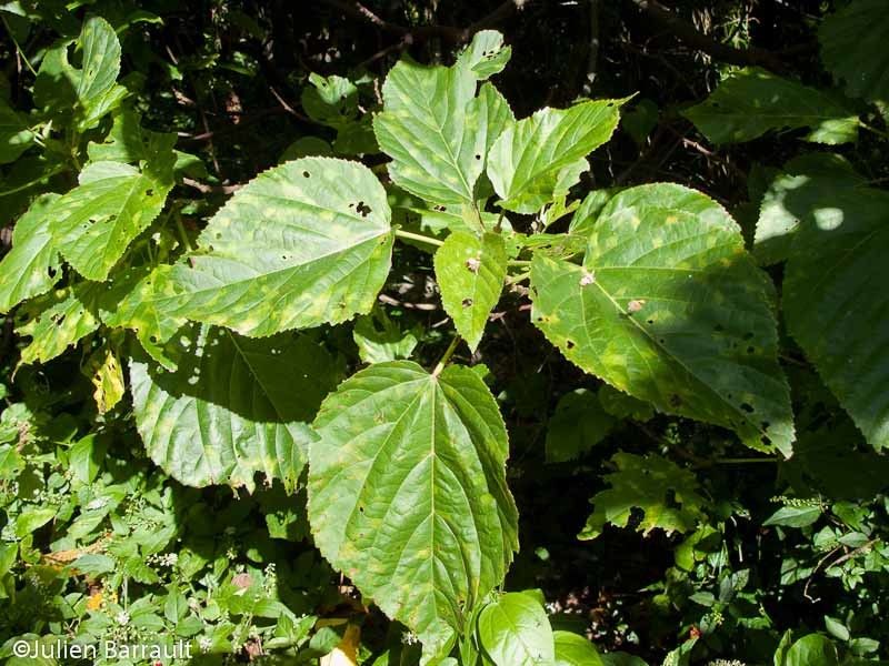 Melochia odorata habit
