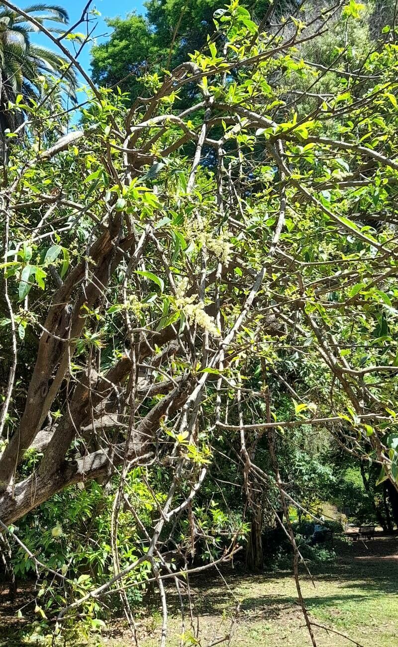 Ligustrum compactum habit