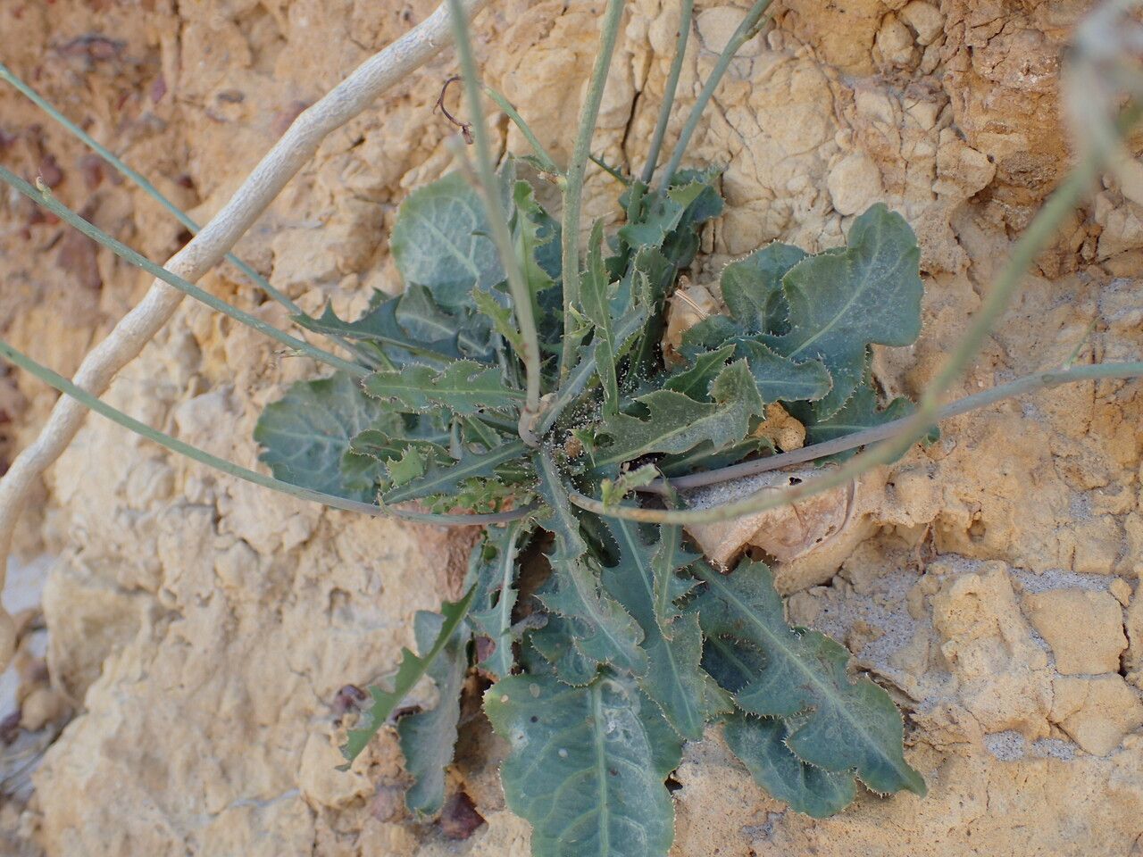 Launaea intybacea — houseplant care guide