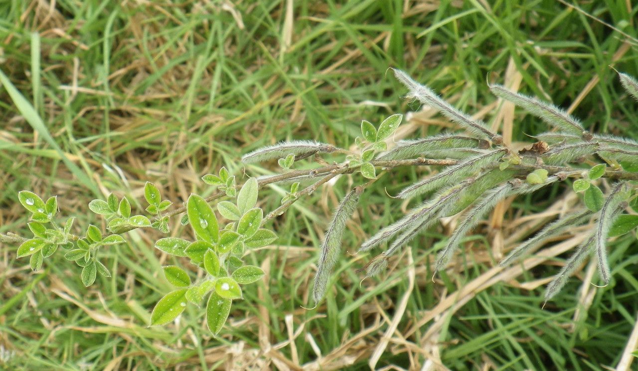 Cytisus laniger fruit
