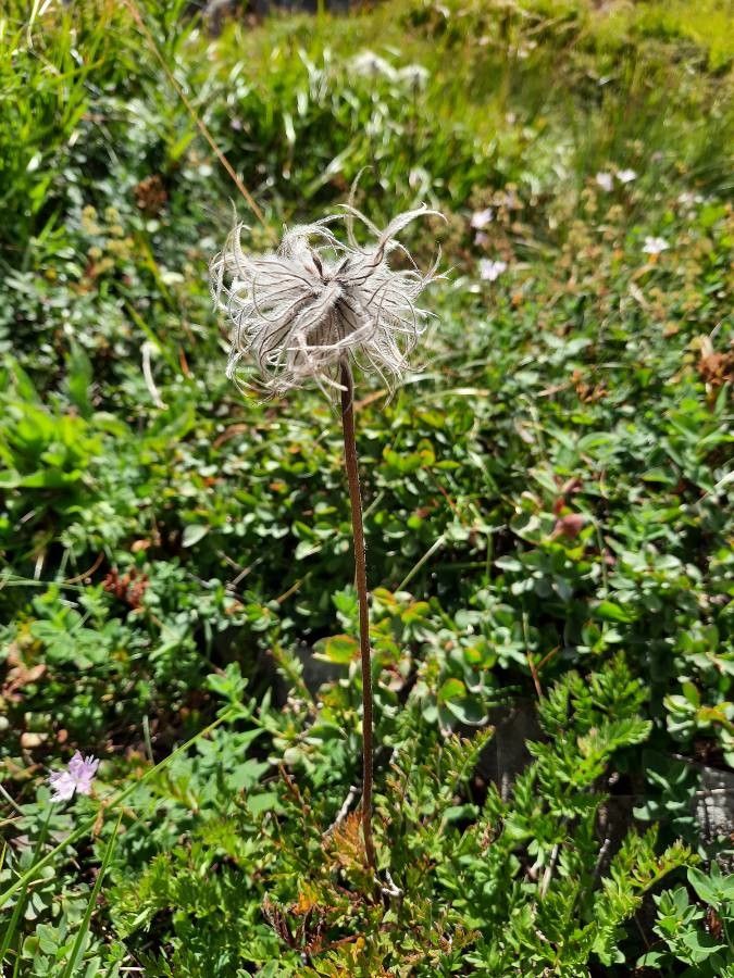 Anemone baldensis fruit