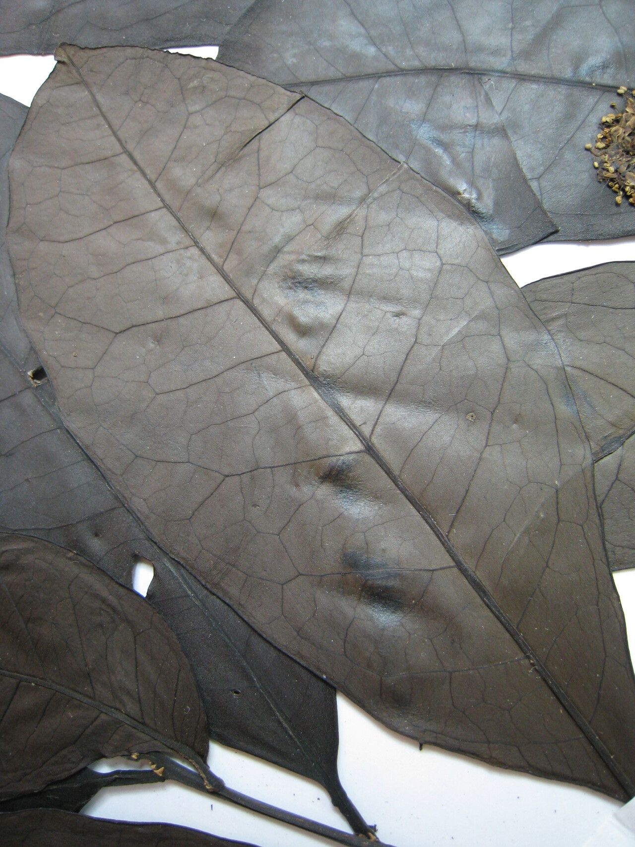 Ilex petiolaris other