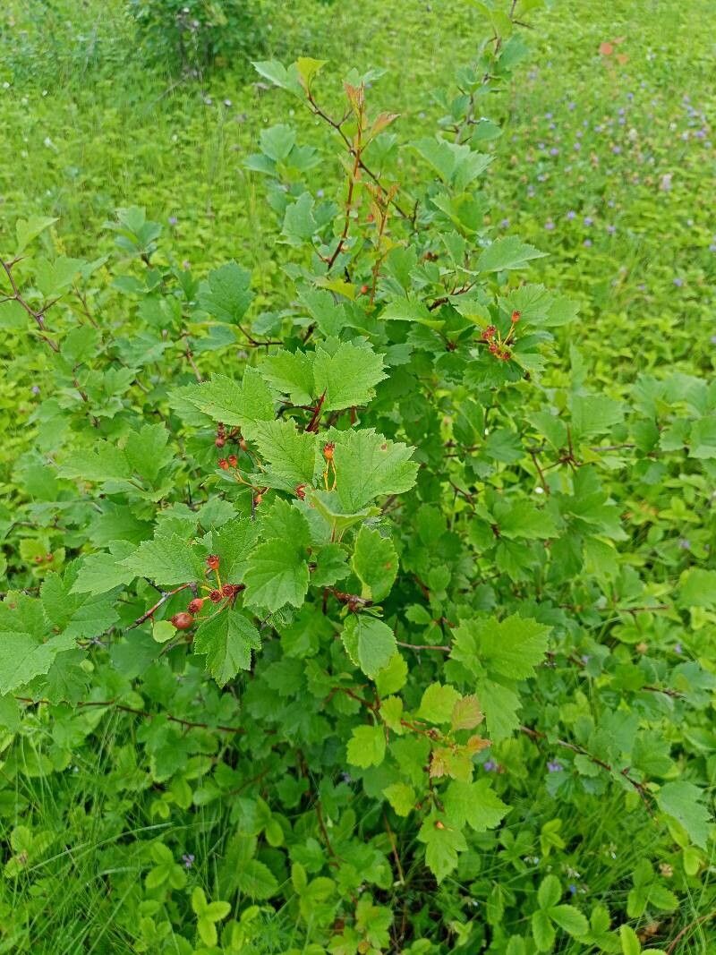 Crataegus canadensis leaf