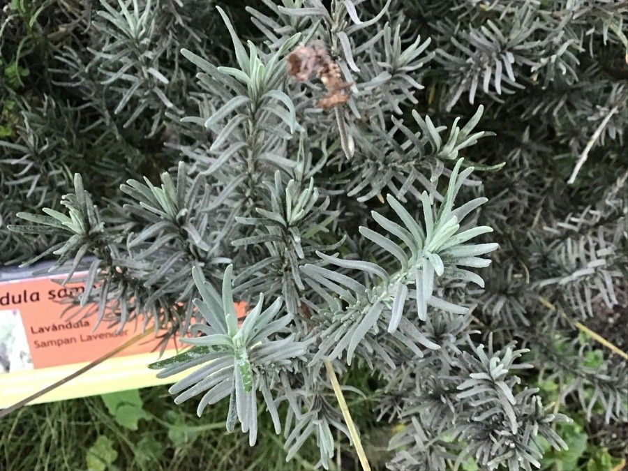 Lavandula samhanensis — search result for 'Lavandula'