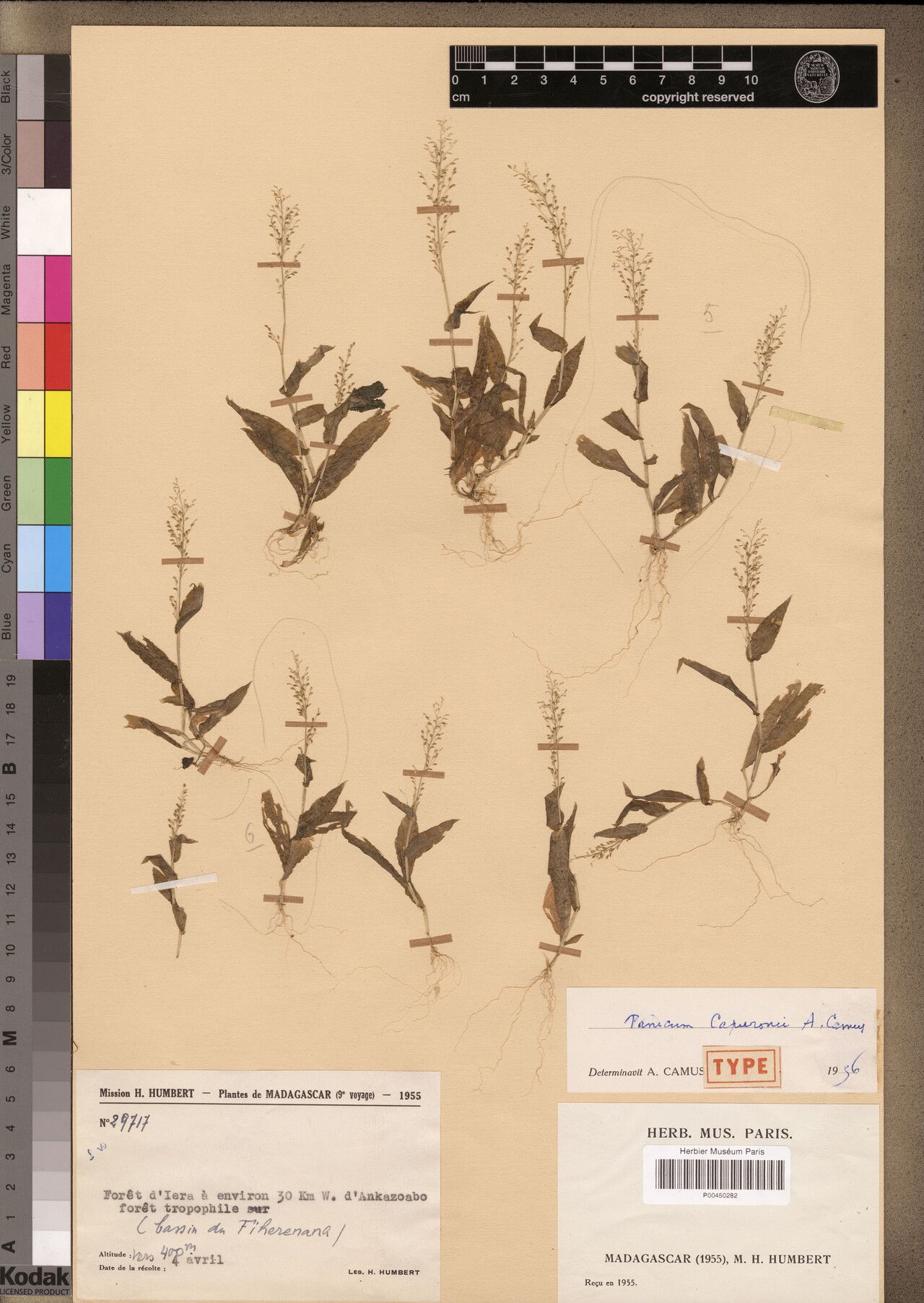 Panicum capuronii — houseplant care guide